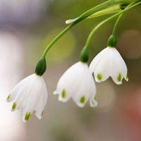 淡淡花香微信头像图片 淡淡的花香沁人心脾