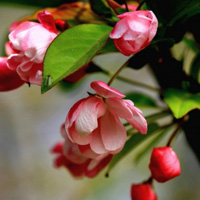 海棠花微信头像 温和美丽的海棠花