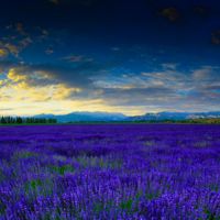 紫色薰衣草头像 喜欢这片紫色的花海