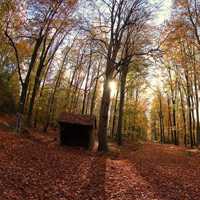 秋天枫树红叶风景头像图片
