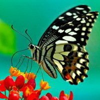 花朵蝴蝶头像_微信头像蝴蝶落在花上的照片