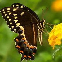 花朵蝴蝶头像_微信头像蝴蝶落在花上的照片