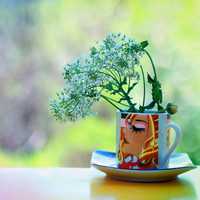 好看清新又美丽的花儿图片头像