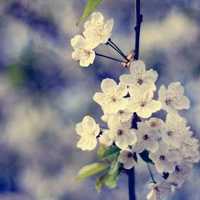 好看清新又美丽的花儿图片头像