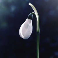 淡淡花香微信头像图片 淡淡的花香沁人心脾