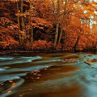 秋天枫树红叶风景头像图片