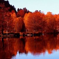 秋天枫树红叶风景头像图片