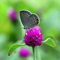 花朵蝴蝶头像_微信头像蝴蝶落在花上的照片