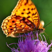 花朵蝴蝶头像_微信头像蝴蝶落在花上的照片