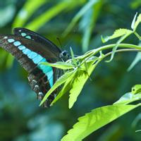 花朵蝴蝶头像_微信头像蝴蝶落在花上的照片