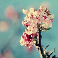 好看清新又美丽的花儿图片头像