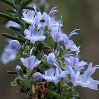 好看清新又美丽的花儿图片头像