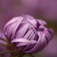 淡淡花香微信头像图片 淡淡的花香沁人心脾