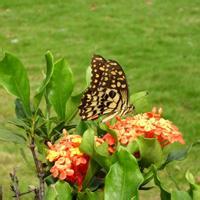 花朵蝴蝶头像_微信头像蝴蝶落在花上的照片
