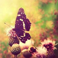 花朵蝴蝶头像_微信头像蝴蝶落在花上的照片