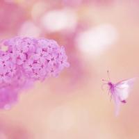 花朵蝴蝶头像_微信头像蝴蝶落在花上的照片