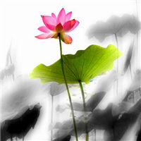 水墨荷花头像图片大全 中国风水墨荷花图片头像