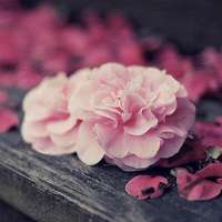 好看清新又美丽的花儿图片头像