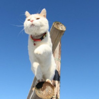 微信头像小猫咪_萌翻了的小猫嘛真可爱