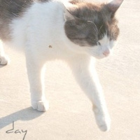 微信头像小猫咪_萌翻了的小猫嘛真可爱
