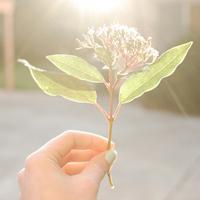 淡色小花儿头像 淡色简约的花儿