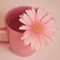 淡色小花儿头像 淡色简约的花儿