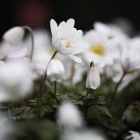 淡淡花香微信头像图片 淡淡的花香沁人心脾