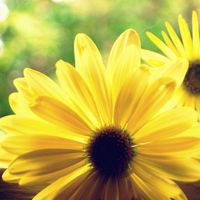 淡淡花香微信头像图片 淡淡的花香沁人心脾