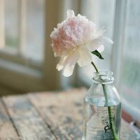 花朵清纯唯美头像_静静开放的美丽花朵