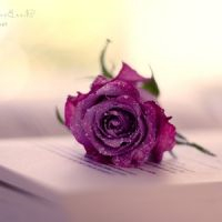 花朵清纯唯美头像_静静开放的美丽花朵