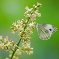 花朵蝴蝶头像_微信头像蝴蝶落在花上的照片