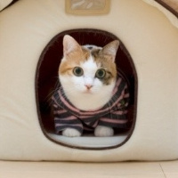微信头像小猫咪_萌翻了的小猫嘛真可爱
