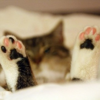 微信头像小猫咪_萌翻了的小猫嘛真可爱