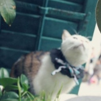 微信头像小猫咪_萌翻了的小猫嘛真可爱