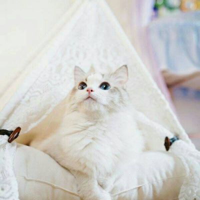 好看可爱小猫咪蠢萌吧唧滴