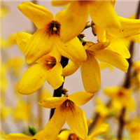 迎春花微信头像 寓意美好的迎春花