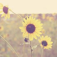 淡色小花儿头像 淡色简约的花儿