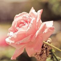 淡色小花儿头像 淡色简约的花儿