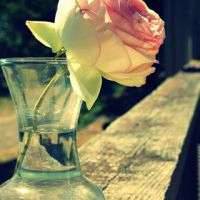 花朵清纯唯美头像_静静开放的美丽花朵