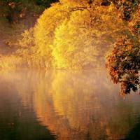 秋天枫树红叶风景头像图片