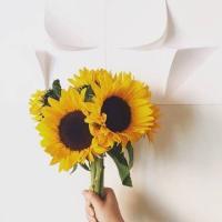 适合微信用的唯美向日葵头像图片