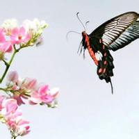 花朵蝴蝶头像_微信头像蝴蝶落在花上的照片