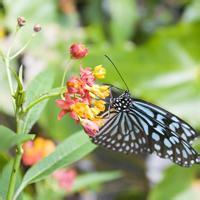 花朵蝴蝶头像_微信头像蝴蝶落在花上的照片