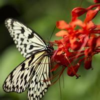 花朵蝴蝶头像_微信头像蝴蝶落在花上的照片