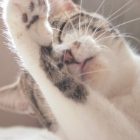 微信头像小猫咪_萌翻了的小猫嘛真可爱