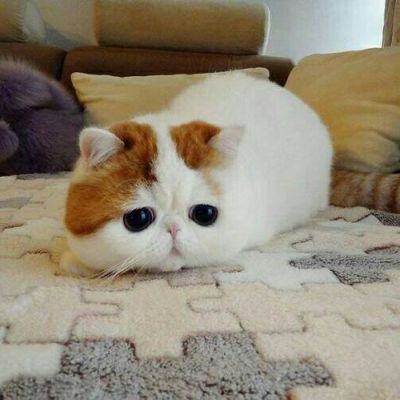 好看可爱小猫咪蠢萌吧唧滴