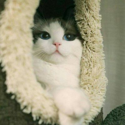 好看可爱小猫咪蠢萌吧唧滴