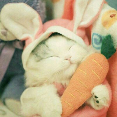 好看可爱小猫咪蠢萌吧唧滴