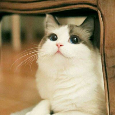 好看可爱小猫咪蠢萌吧唧滴