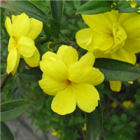 迎春花微信头像 寓意美好的迎春花